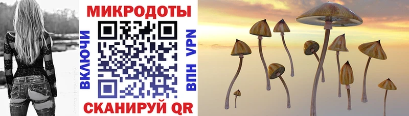 Галлюциногенные грибы Psilocybe  Купить где  Балабаново 